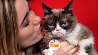 Internet Famous Grumpy Cat Passes Away At 7-Years-Old