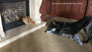 Cat not impressed with overly-playful Great Danes