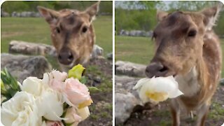 A funny deer is eating flowers