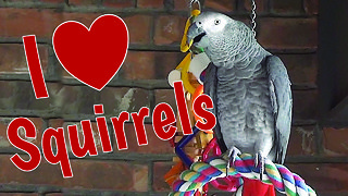 Parrot sweet talks the backyard squirrels