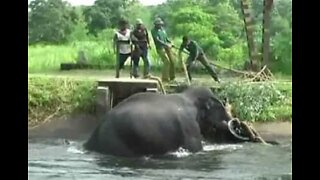 Elephant rescued from canal in Sri Lanka
