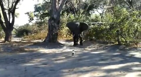 Fearless Jack Russell Chases Big Bull Elephant Out Of Safari Camp