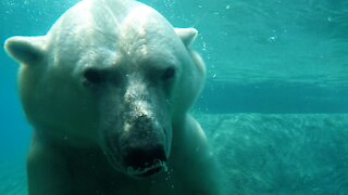 Playful polar bear has a refreshing swim during a heat wave