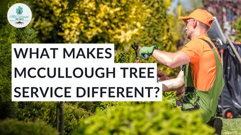 What Sets Us Apart As A Tree Service? | McCullough Tree Service, Orlando, FL