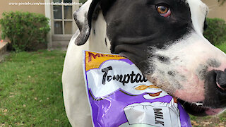 Great Dane in training works on delivering cat treats