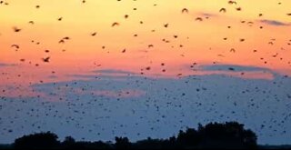 Tusenvis av flaggermus flyr ved soloppgangen i Afrika