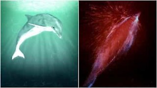 Avete mai visto dei delfini luminescenti?
