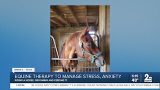 Equine therapy to manage stress