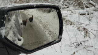 Angry turkeys chase down truck to attack it
