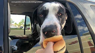 Funny Great Danes Have Their Own Burger Eating Styles