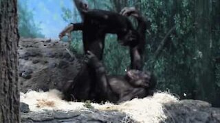Aper leker akkurat som mennesker i en dyrepark i USA
