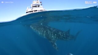Whale shark encounter delights tourists
