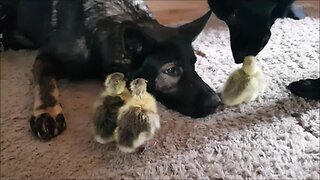 German Shepherds Preciously Watch Over Cute Geese Chicks