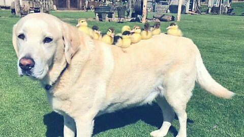 When Mother Duck Disappears Dog - Steps In As Dad To Adorable Orphaned Ducklings