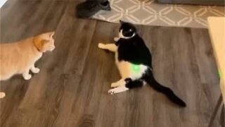 Cat finds out who's boss when playing with laser pointer