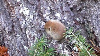 Cool forest mouse