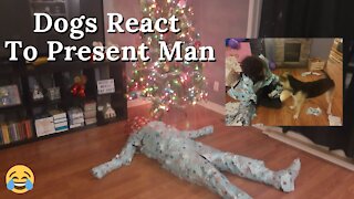 Pranked! | My Dogs React To Their Big Gift (Funny)