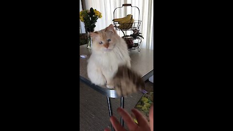 Ragdoll cat has amazing catching skills!