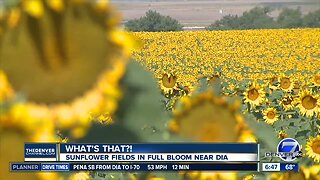 What's That?: Sunflower fields in full bloom near DIA