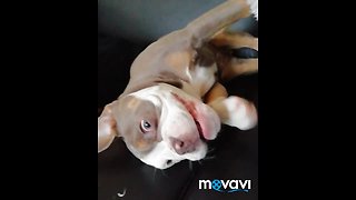 Crazy puppy makes totally ridiculous noises