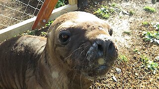 Adorable rescued sea lion pup begs for attention