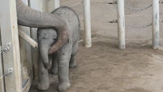 Baby Elephant Loves to Cuddle With Dad