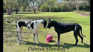 Funny Great Dane Swipes Jolly Ball With Some Fancy Footwork