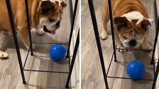 Frustrated bulldog humorously fails to fetch his ball