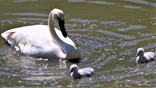 Swan parents teach young how to stir up food in the pond