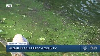 Algae spotted in C-51 canal in Palm Beach County