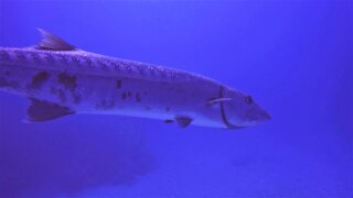 Scuba diver casually swims along within inches of two gigantic barracuda