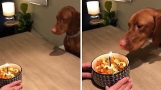 Clever dog successfully blows out her birthday candle