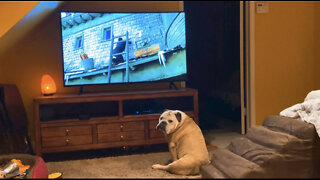 Bulldog Sees Mouse On Tv, Has Amazing Reaction