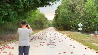 Epic migration of red crabs in Australia