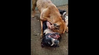 Pitbull attack Dogs - compilation 2021