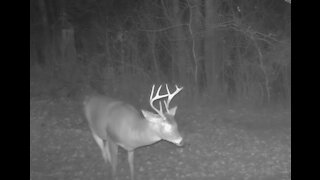 Rare Night Footage of 8 Point Whitetail Buck Working a Scrape