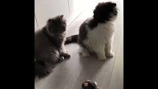 Cute Cats Play With Mechanical Toy Mouse