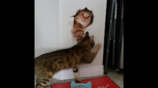 Cat protects his food from a "nosy" sticker