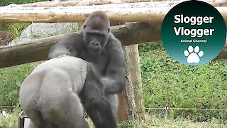 These squabbling silverback gorillas delight everyone at the zoo