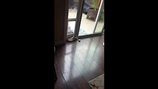 Pup fails at trying to steal owner's shoe through doggy door