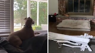 Dog destroys blinds so he can look outside window