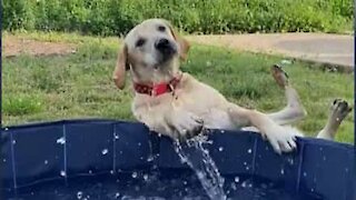Clumsy dog tips over backwards out of paddling pool