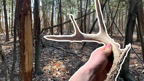 Shed Hunting in PENNSYLVANIA! 2021