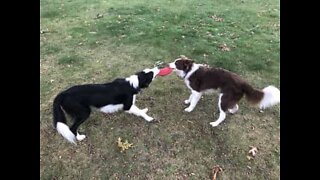 Dogs fight over a Frisbee