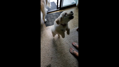 Golden Retriever Puppy Runs and Jumps in Slow Motion