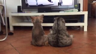 Dog & cat sit like humans to watch TV together