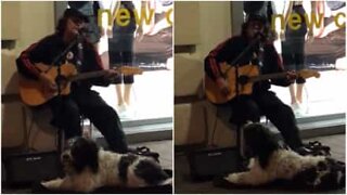 Hund og musiker synger sammen i New Zealand