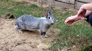 Rabbit eating clover flower
