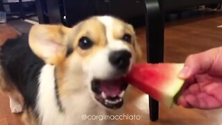 Corgi adorably chomps down on tasty watermelon