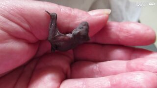 Mini-fladdermus räddad i skola i Australien